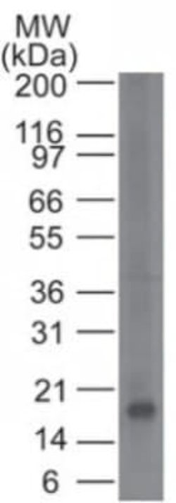 CD161 Antibody (14F2F11) - Azide and BSA Free, Novus Biologicals 0.1 mg;